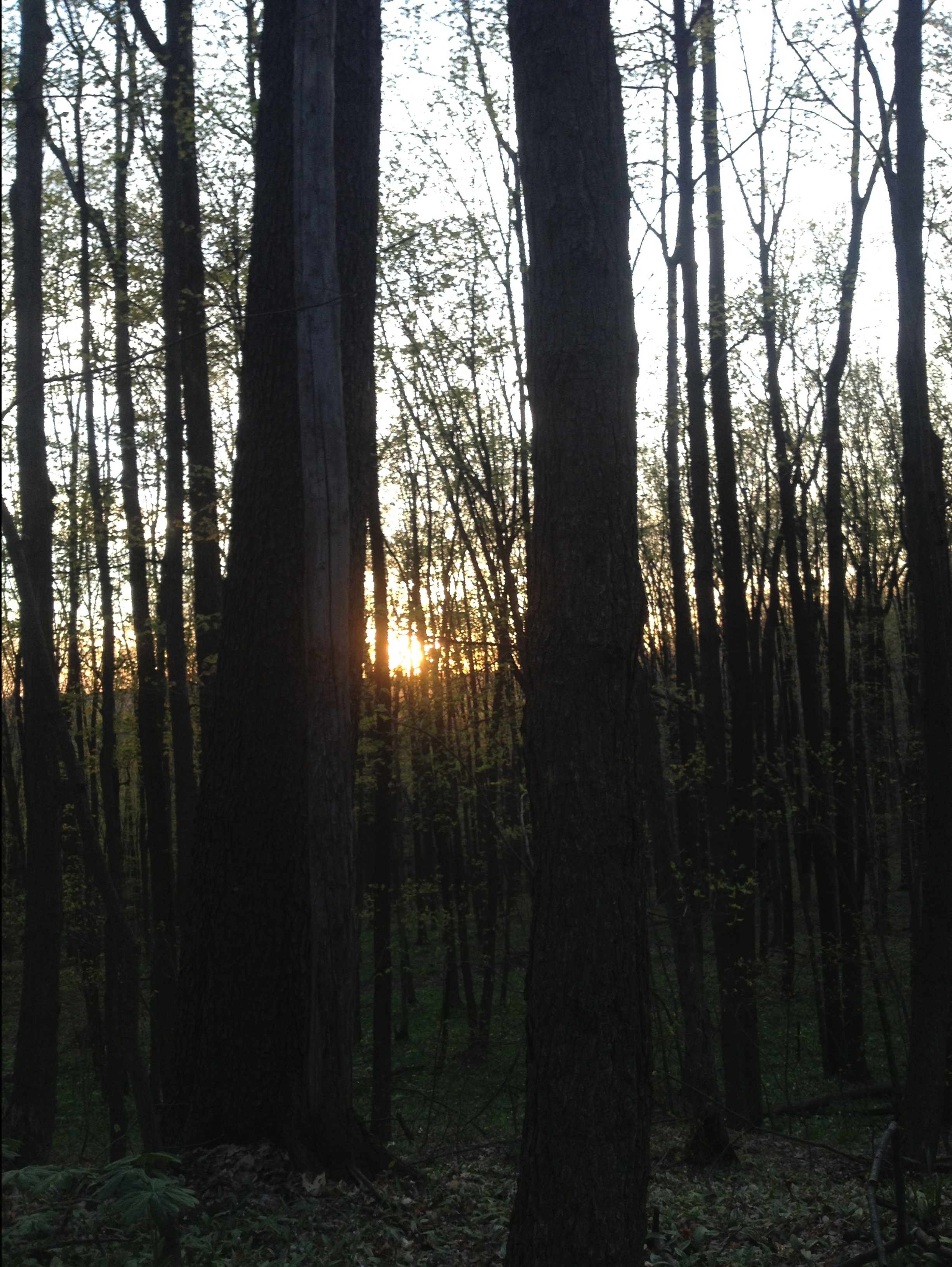 Within the Oak Forest